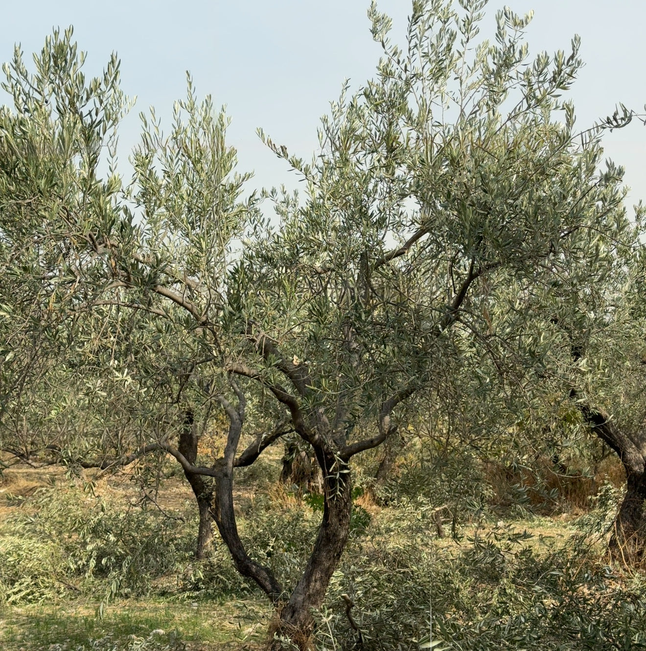 olive oil for the skin